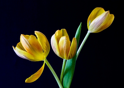 Foto Plantar flor pétala tulipa