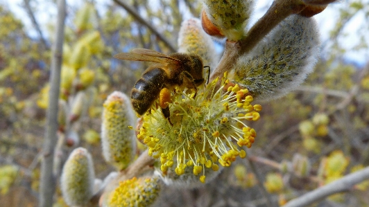 Tree nature blossom plant Photo