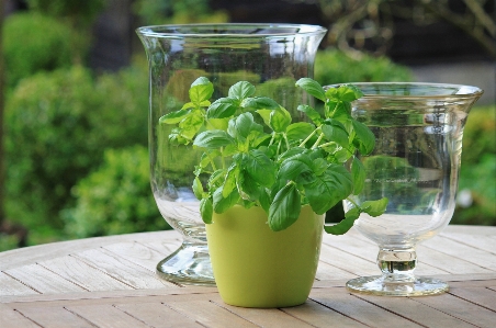 Plant flower glass pot Photo