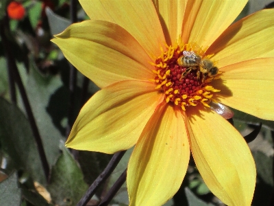 Outdoor blossom wing growth Photo