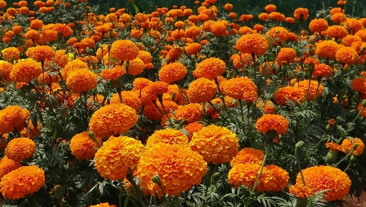 Plant flower summer orange Photo