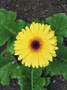 Outdoor blossom growth plant Photo