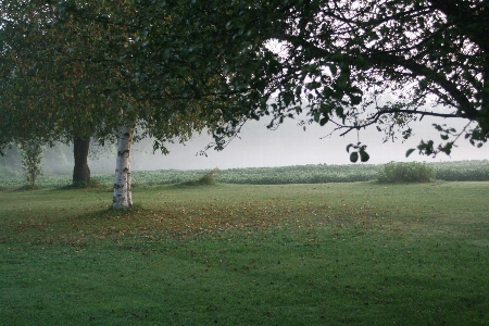 Landscape tree nature forest Photo