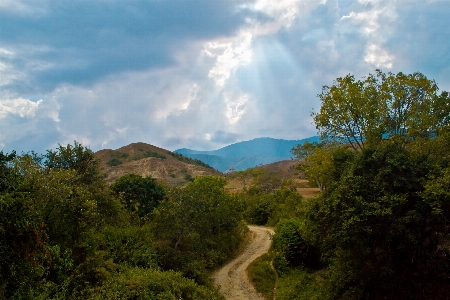 Foto Paisagem árvore natureza floresta