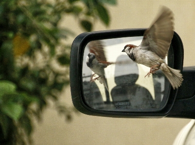 Bird window rear view mirror feathers Photo