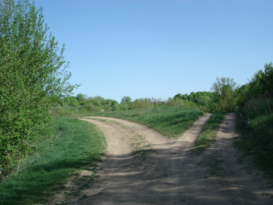 Landschaft baum gras gabel