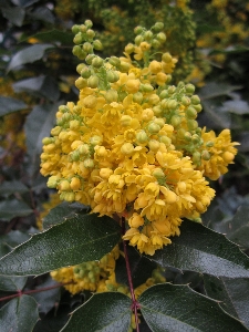 Tree blossom plant fruit Photo