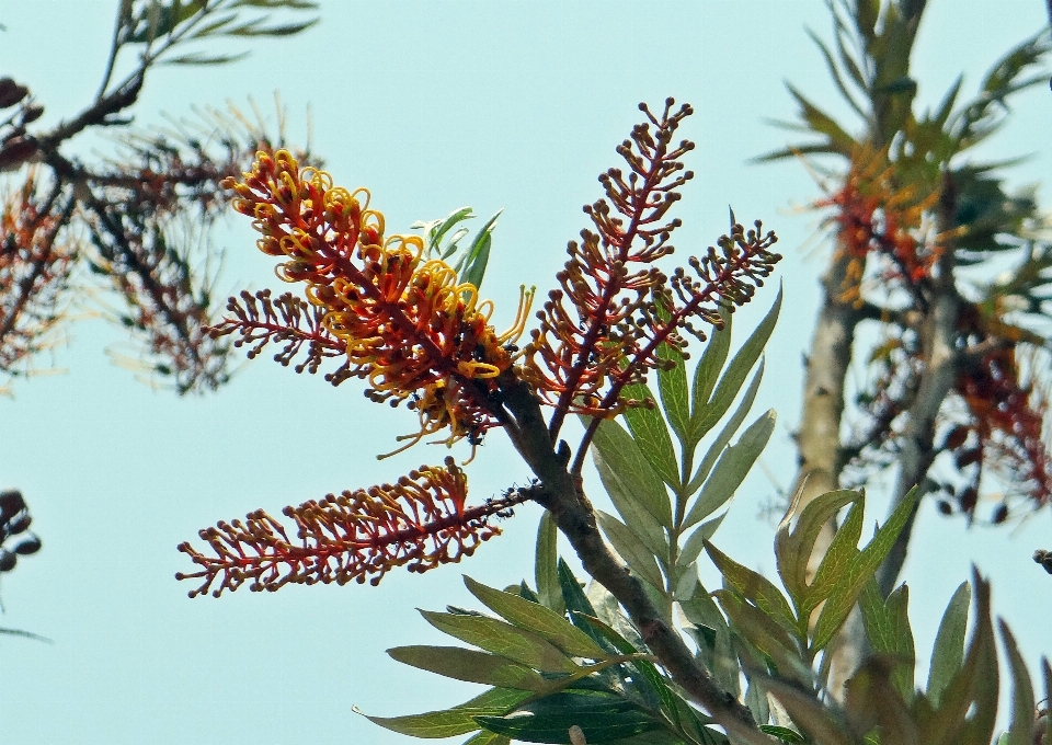 Baum wildnis
 zweig blüte