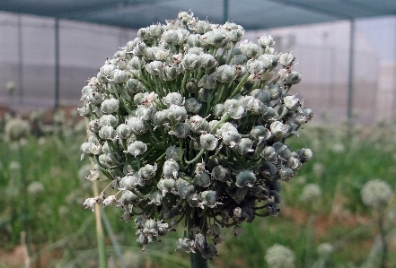 Tree branch blossom plant Photo