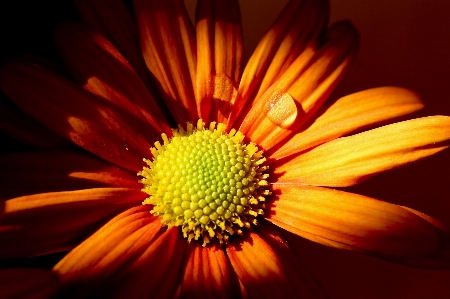 Blossom plant photography sunlight Photo