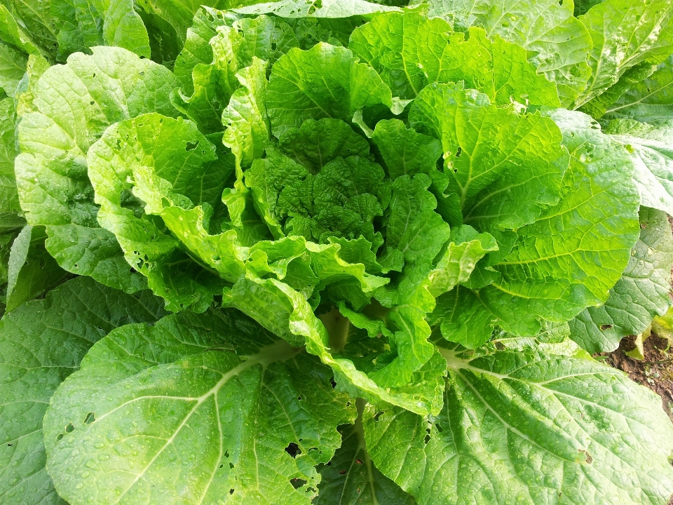 食物 绿色的 草本植物 生产