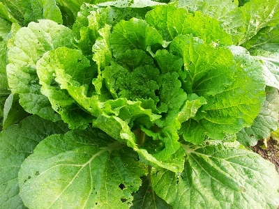 Food green herb produce Photo