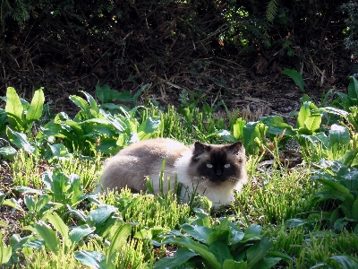 Grass flower animal cute Photo