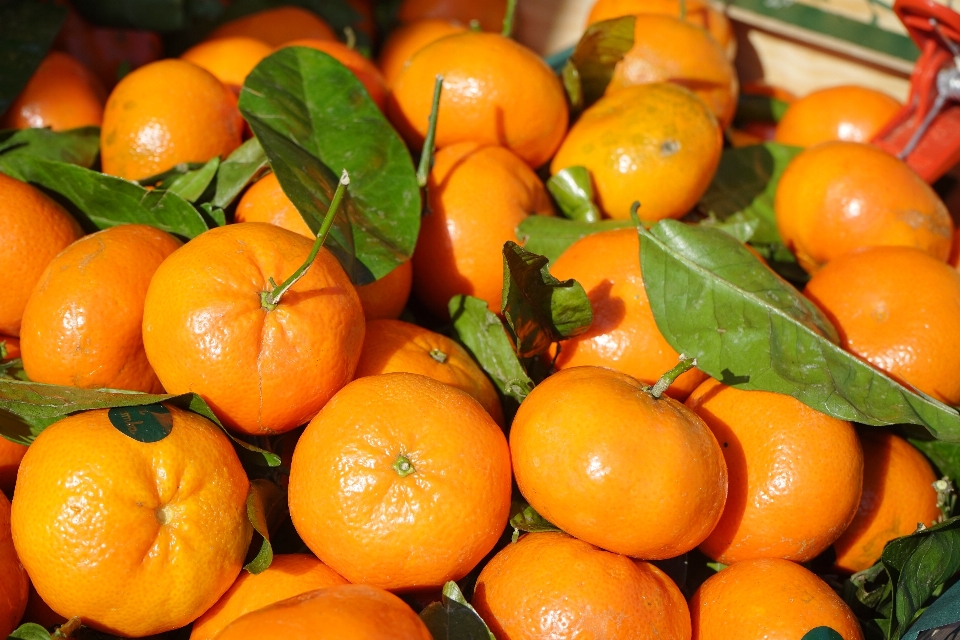 Plant fruit orange food