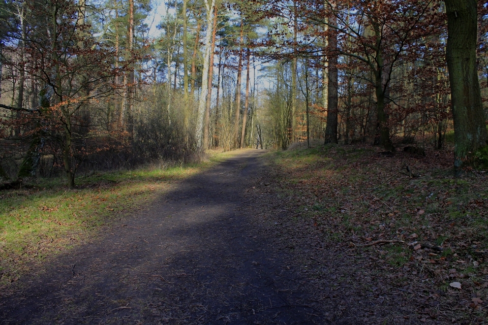 Tree nature forest path