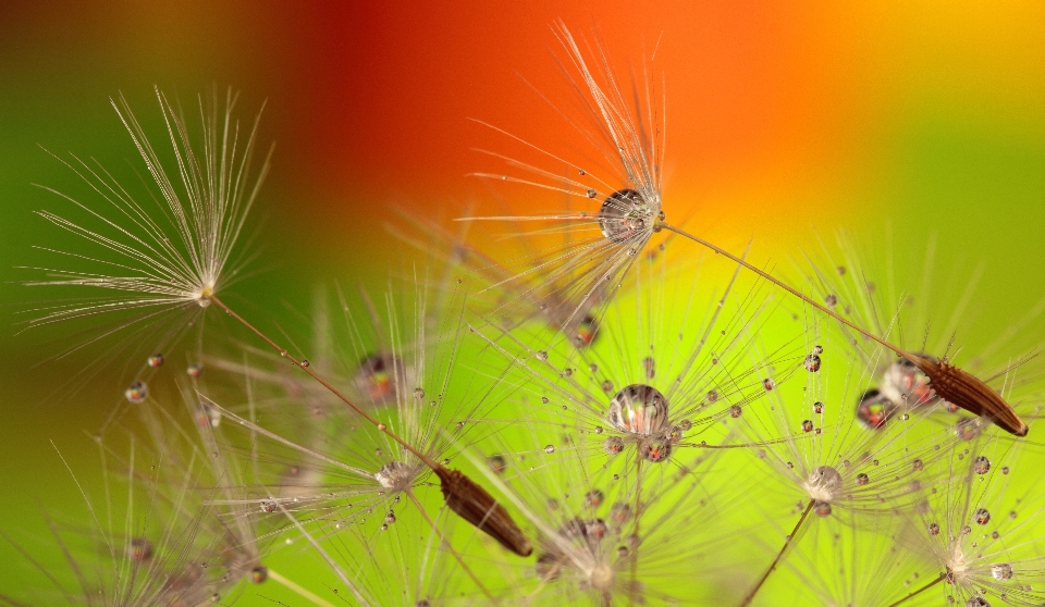 Water nature grass droplet