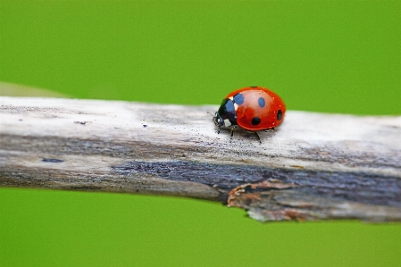 Photography green insect ladybug Photo