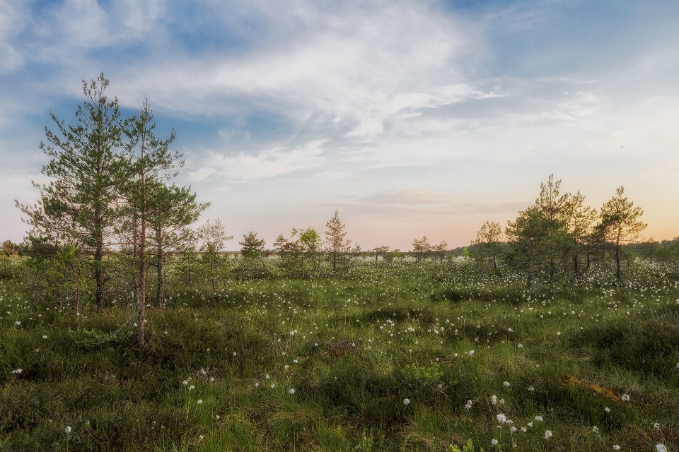 Landschaft baum natur wald