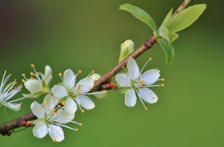 Tree nature branch blossom Photo