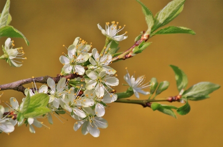 Tree nature branch blossom Photo