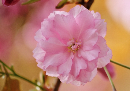 Nature blossom light plant Photo