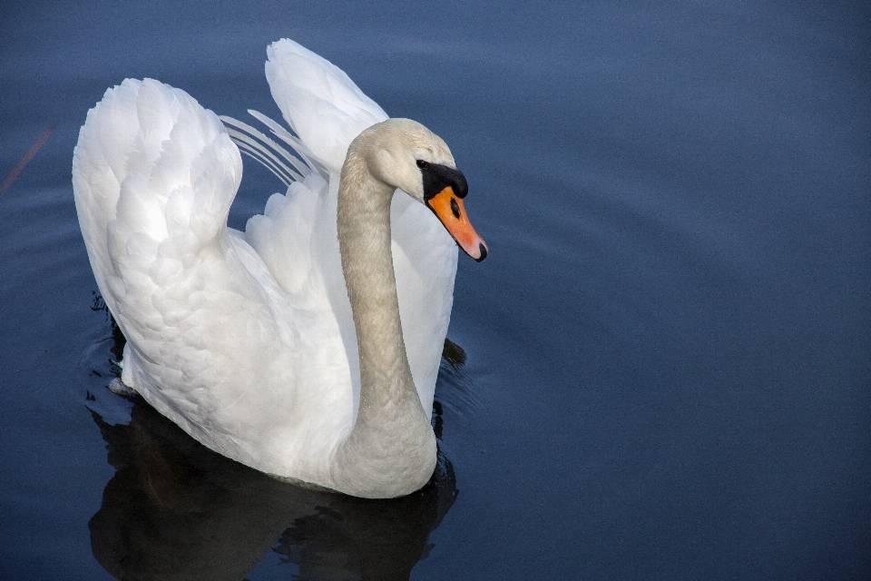 Eau nature oiseau aile