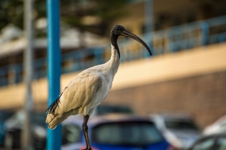 自然 アウトドア 荒野
 鳥 写真