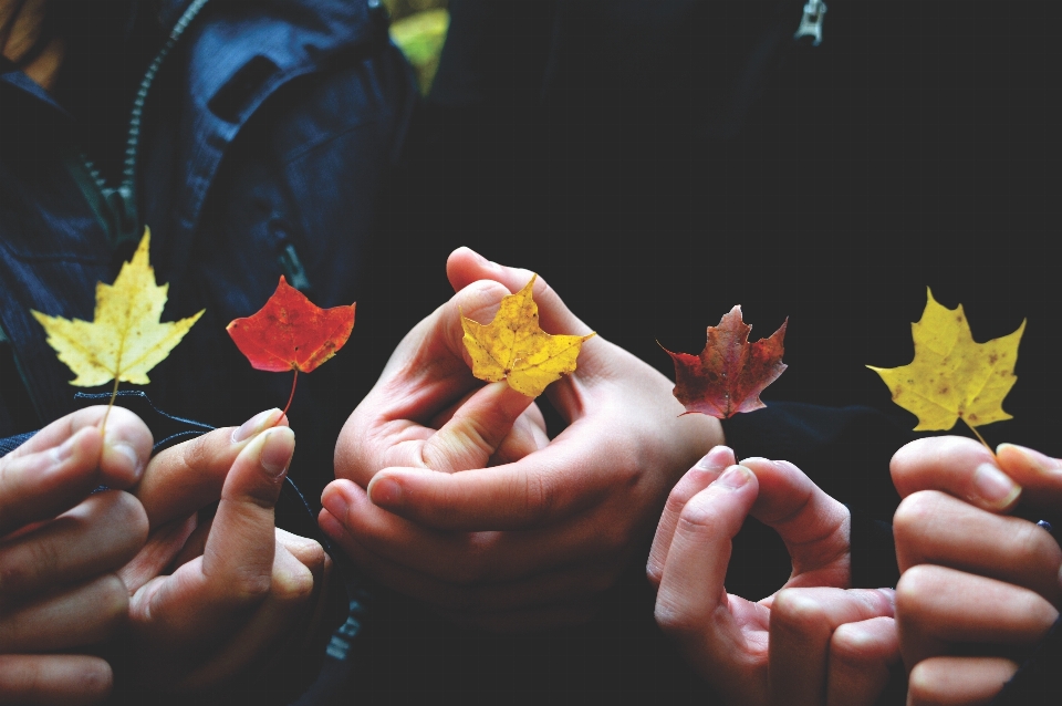 Hand leaf flower autumn