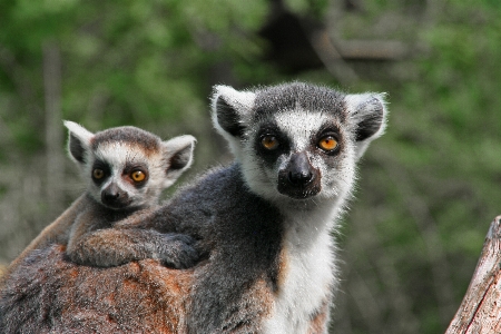 Nature animal wildlife zoo Photo