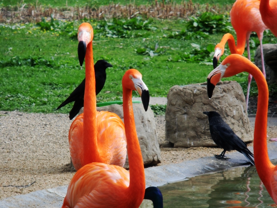 Natura uccello animale zoo