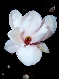 Natur blüte anlage weiss Foto