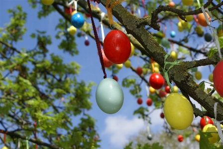 Tree branch plant fruit Photo