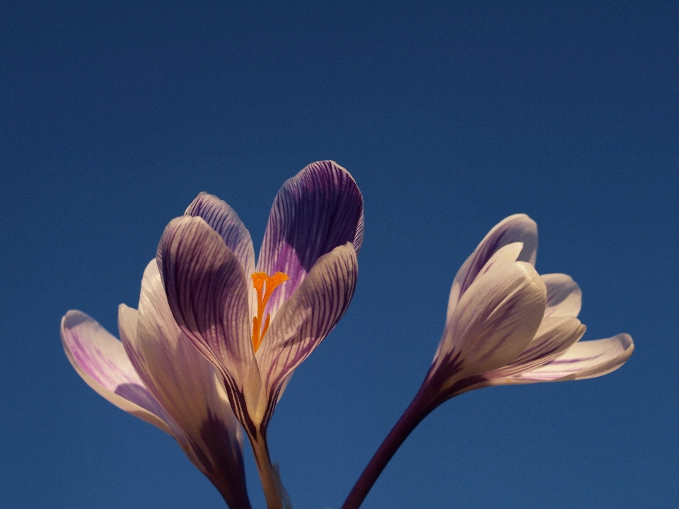 Blossom plant sky photography