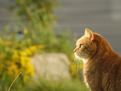 Grass sun prairie animal Photo