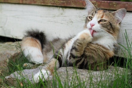 Grass animal pet kitten Photo