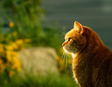 Grass flower animal profile Photo