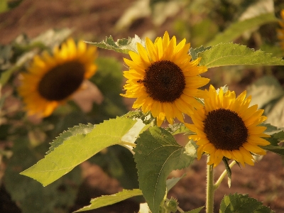 Foto Natura pianta campo fiore