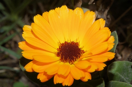 花 植物 花弁 咲く 写真