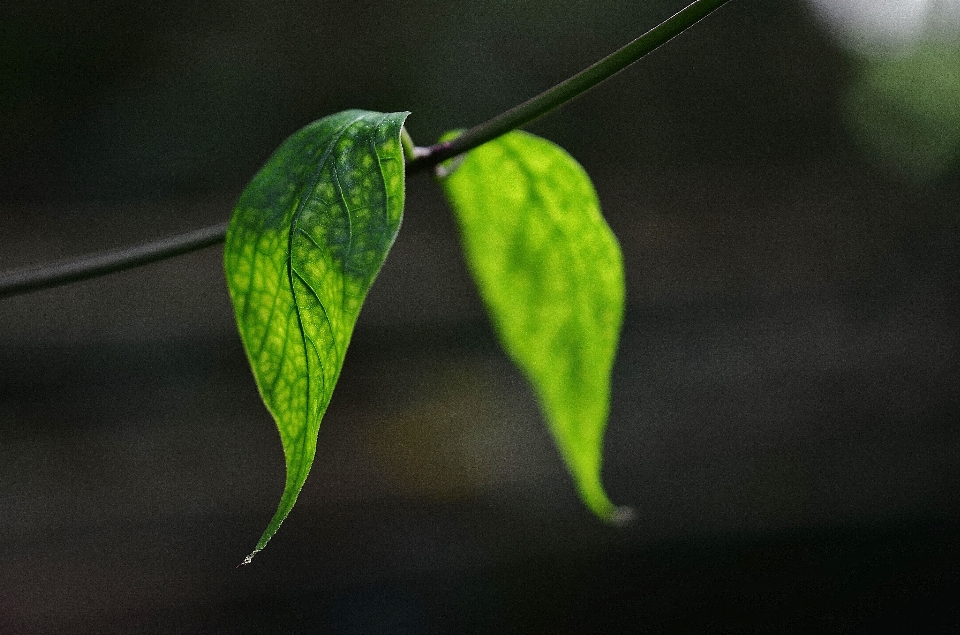 自然 分支 植物 叶子