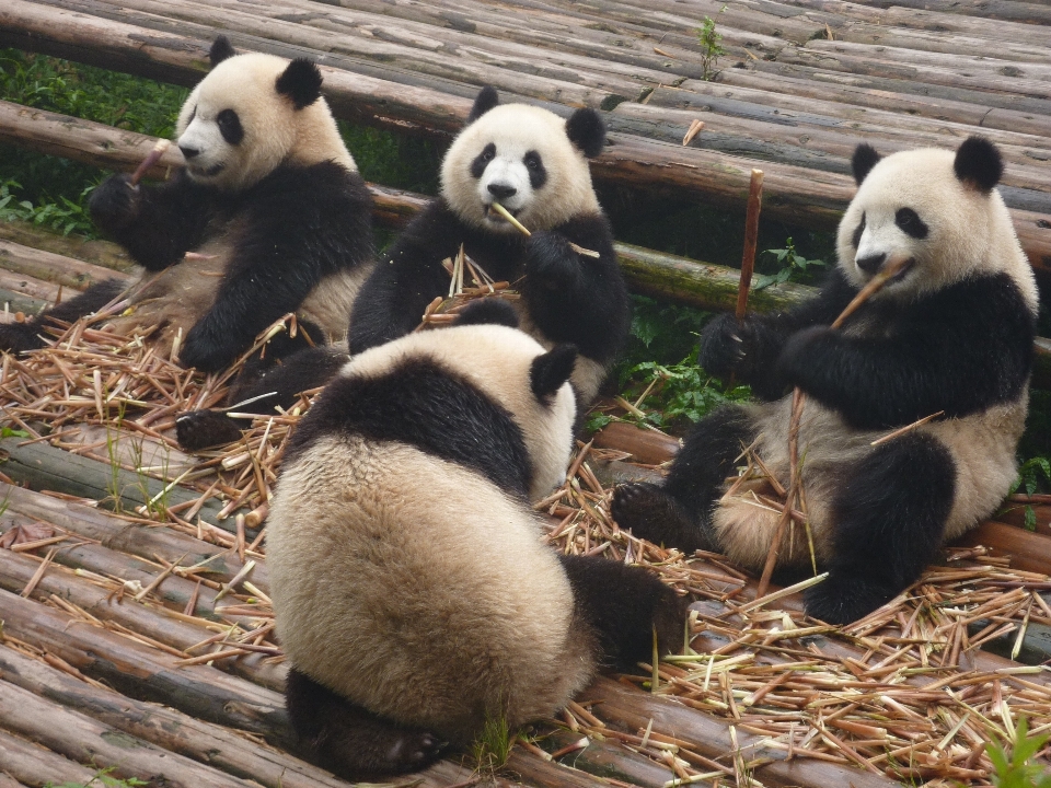 Natura niedźwiedź ogród zoologiczny ssak