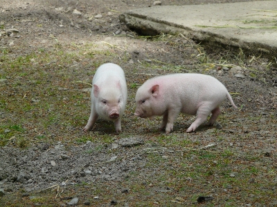 Farm sweet cute mammal Photo