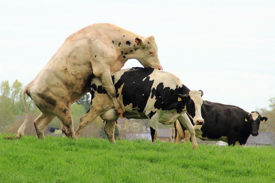 Grass meadow cow cattle