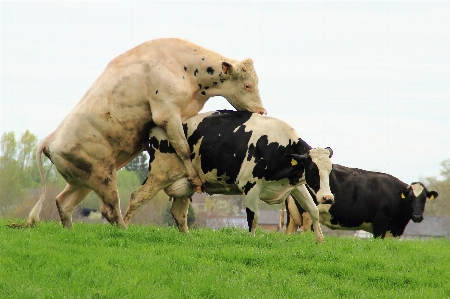 Photo Herbe prairie
 vache bétail