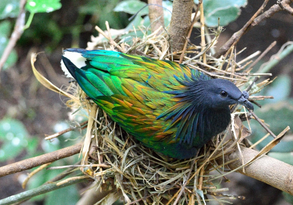 Naturaleza rama pájaro fauna silvestre