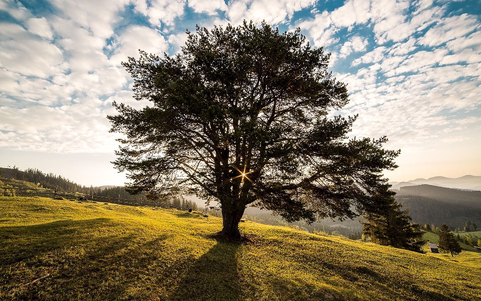 Paysage arbre nature herbe