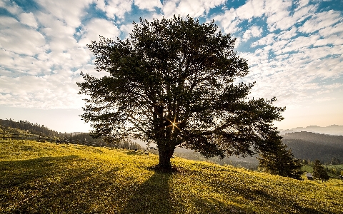 Landscape tree nature grass Photo