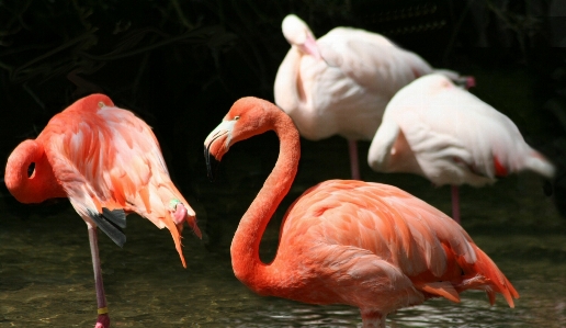 Foto Pantano
 pájaro rebaño
 pico