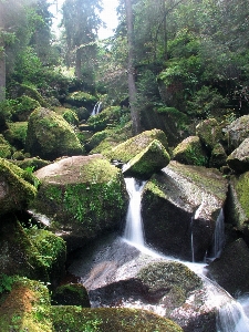 Landscape nature forest rock Photo