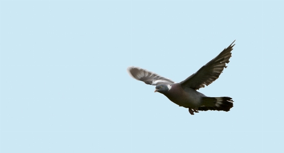 Bird wing sky animal Photo