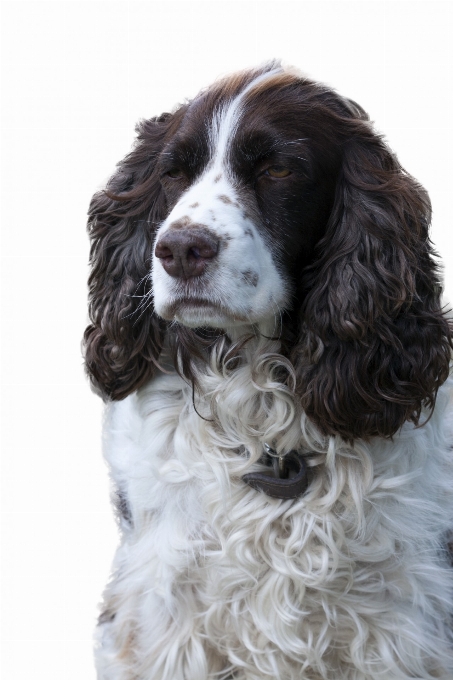 Blanco perro animal canino
